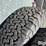 2024-bf-goodrich-285/70r17-tires-&-rims-&-suspension-image-6