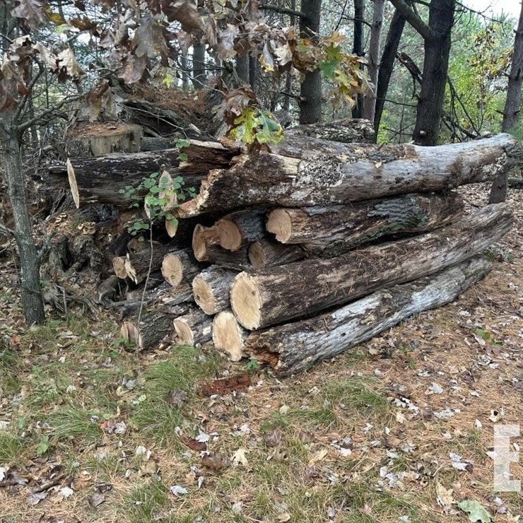 TREE LOGS