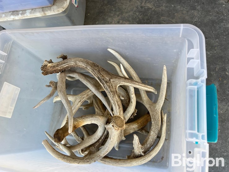 antlers-for-display-or-hunting-image-3