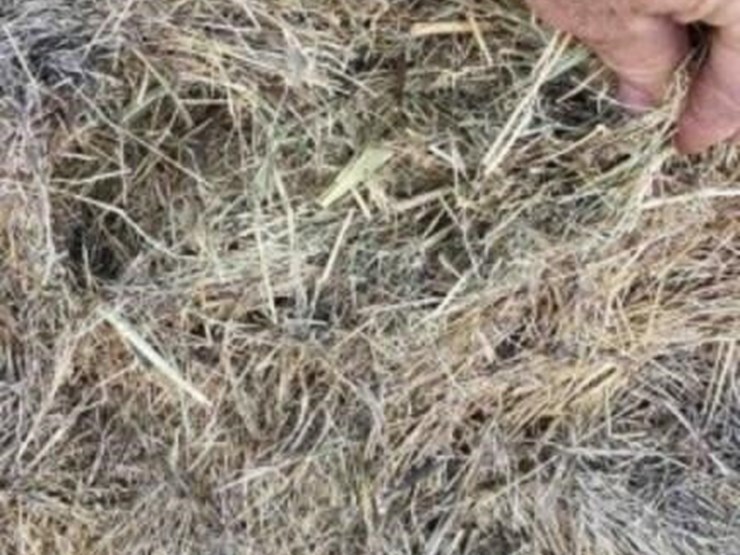 native-hay-mix-image-2