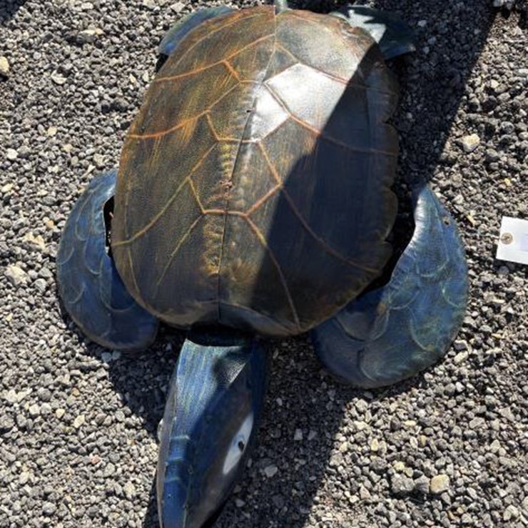 #76 • Metal Art- Large Turtle