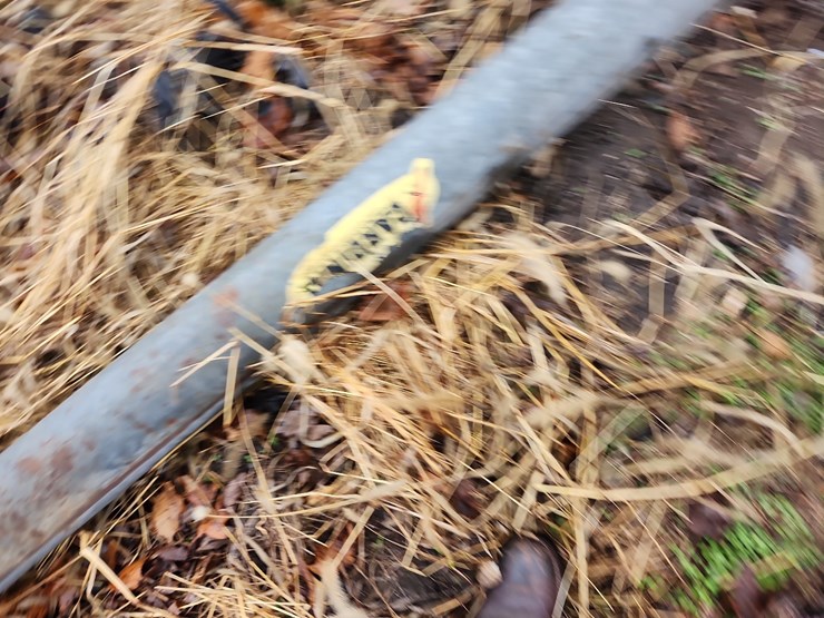 cardinal-auger-image-3