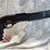 #2392-•-g-force-gf2p-12-ga.-shotgun,-sn:-24psm-18225-image-4