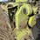 claas-jaguar-980-image-22