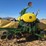 john-deere-1760nt-image-13
