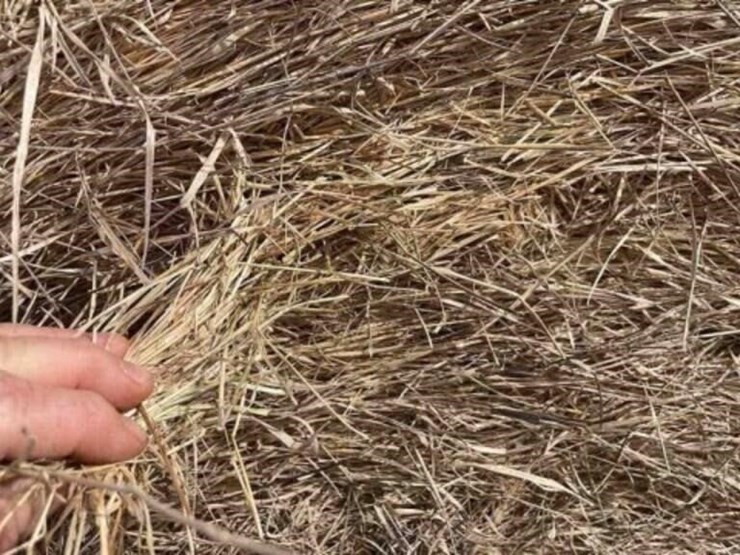 crabgrass-mix-some-stickers-round-bales-image-2