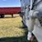 2019-wilson-livestock-trailer-image-25
