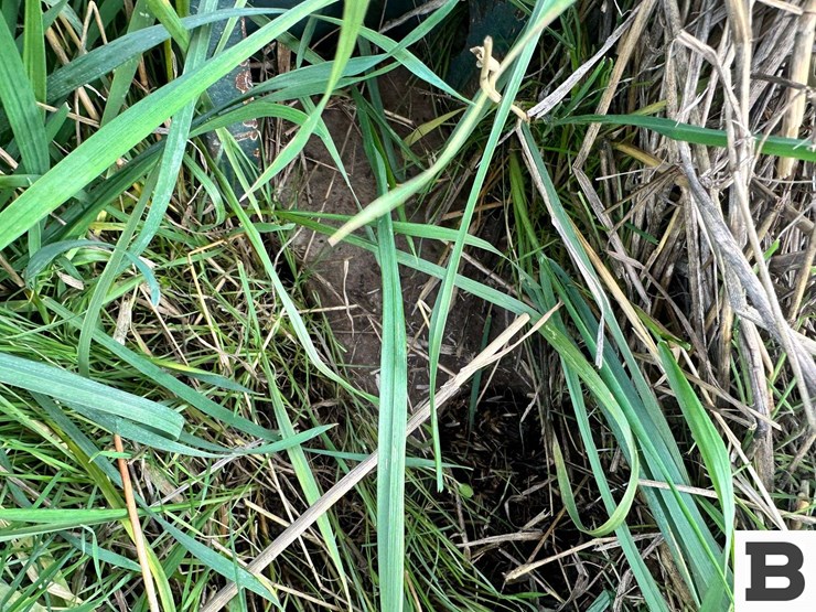 calkins-chisel-plow---dixie,-wa-image-16