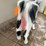 #3736-•-painted-metal-cow-image-9