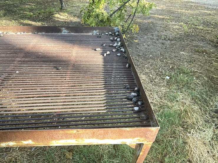 #3732-•-pecan-sorting-table-image-8