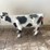 #3736-•-painted-metal-cow-image-1