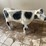 #3736-•-painted-metal-cow-image-6