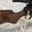 #1181-•-cz457,-17-hmr-bolt-action-rifle,-sn:-d064994,-(neenah,-wi)-image-34