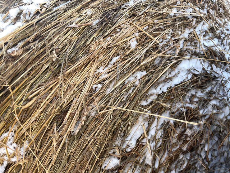 #3823-•-(6)-first-crop-hay-round-bales-image-9