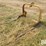3-pt-mounted-bale-fork-image-5