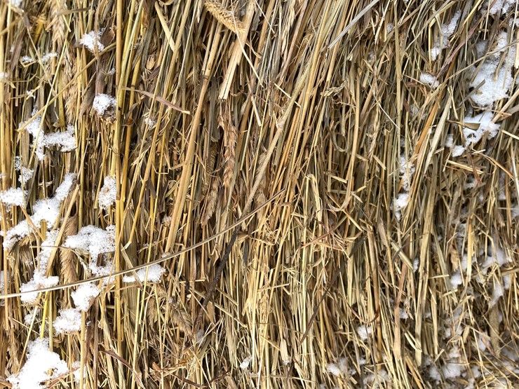 #3823-•-(6)-first-crop-hay-round-bales-image-10