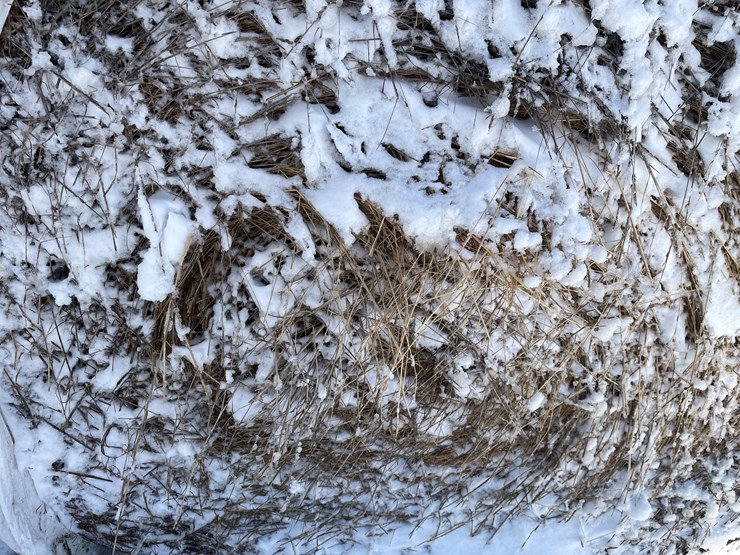 #3823-•-(6)-first-crop-hay-round-bales-image-12