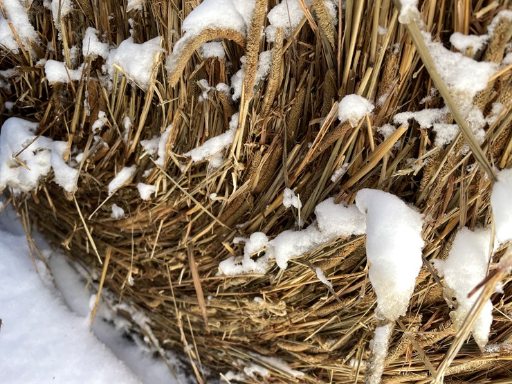 #3823-•-(6)-first-crop-hay-round-bales-image-6