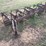 lilliston-4-row-rolling-cultivator-on-38”-rows-image-4