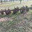lilliston-4-row-rolling-cultivator-on-38”-rows-image-7