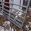 12'-livestock-gates-image-3