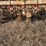 6-row-spider-cultivator-image-11