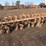 6-row-spider-cultivator-image-2