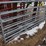 10'-livestock-gates-image-2