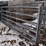 12'-cattle-gates-image-2