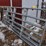 12'-livestock-gates-image-2