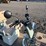 2025-ir-irgc40-mini-golf-cart-image-8