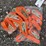 #94-•-(20)-ratchet-straps---2.5cm-x-3m-image-1