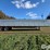 2010-neville-built-hopper-bottom-t/a-steel-grain-trailer-image-4