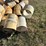 #35290-•-lot-of-mostly-12"-irrigation-couplings-image-5