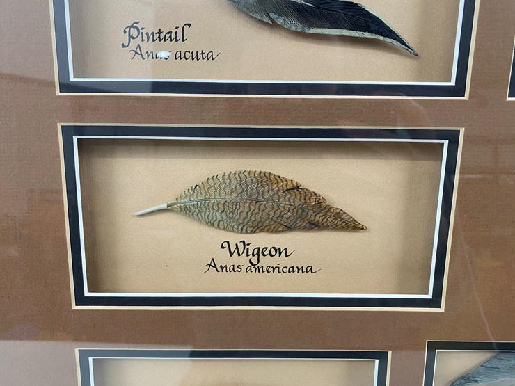 #50-•-#1037-•-framed-driver-duck-feather-collection-by-john-gewerth-from-ducks-unlimited.-24"x34"-image-3