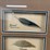 #50-•-#1037-•-framed-driver-duck-feather-collection-by-john-gewerth-from-ducks-unlimited.-24"x34"-image-2