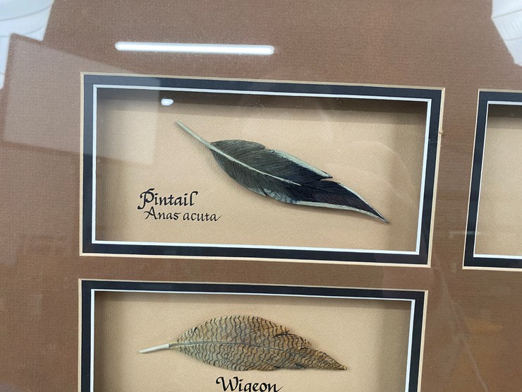 #50-•-#1037-•-framed-driver-duck-feather-collection-by-john-gewerth-from-ducks-unlimited.-24"x34"-image-2