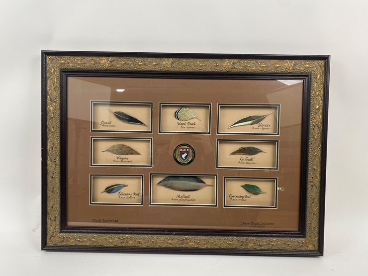 #50-•-#1037-•-framed-driver-duck-feather-collection-by-john-gewerth-from-ducks-unlimited.-24"x34"-image-1
