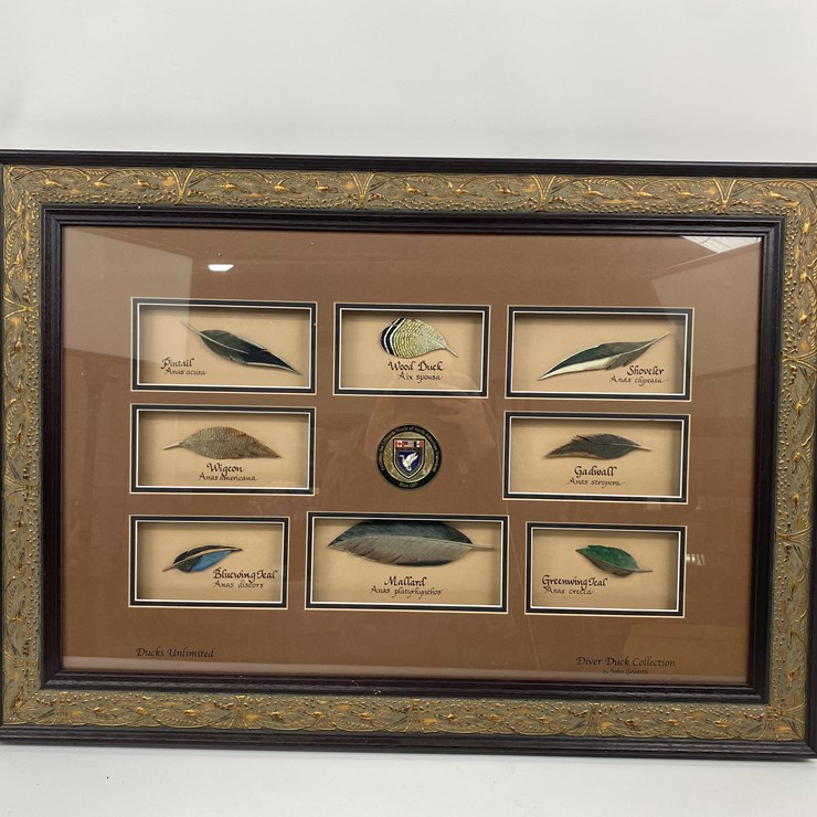 #50 • #1037 • Framed Driver Duck Feather Collection by John Gewerth from Ducks Unlimited. 24"x34"
