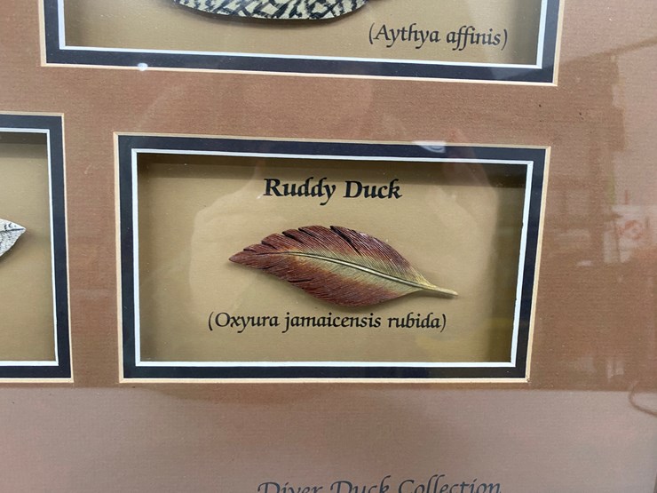 #48-•-#1036-•-framed-driver-duck-feather-collection-by-john-gewerth-from-ducks-unlimited.-24"x34"-image-11