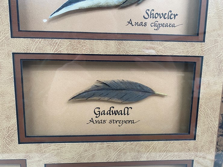 #77-•-#1038-•-framed-limited-edition-417/1000-dabbler-duck-feather-collection-by-john-gewerth.-24"x34"-image-10