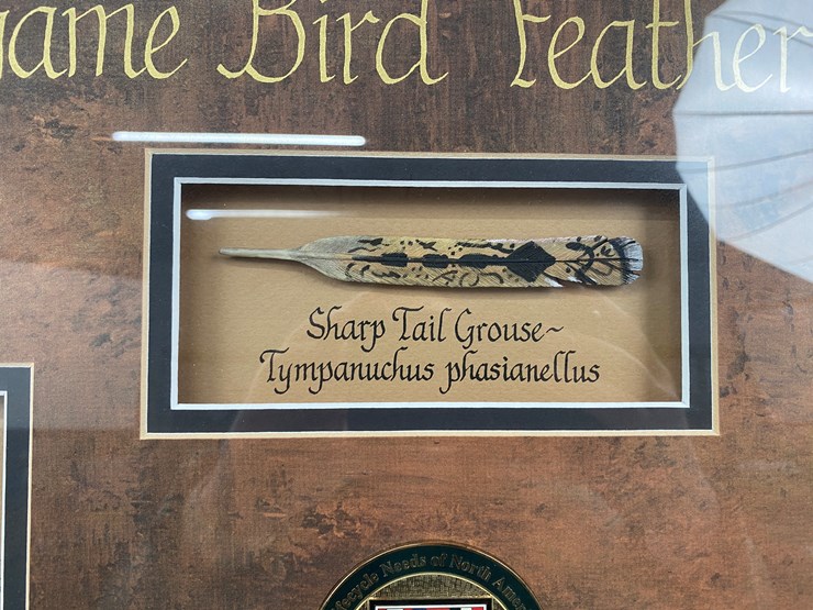 #51-•-#1039-•-framed-upland-game-bird-feather-collection-from-ducks-unlimited.-32"x31"-image-2