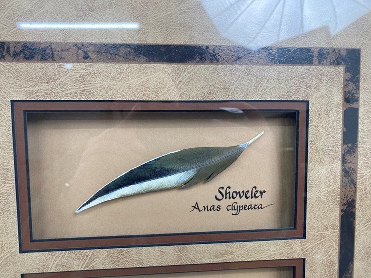 #77-•-#1038-•-framed-limited-edition-417/1000-dabbler-duck-feather-collection-by-john-gewerth.-24"x34"-image-9