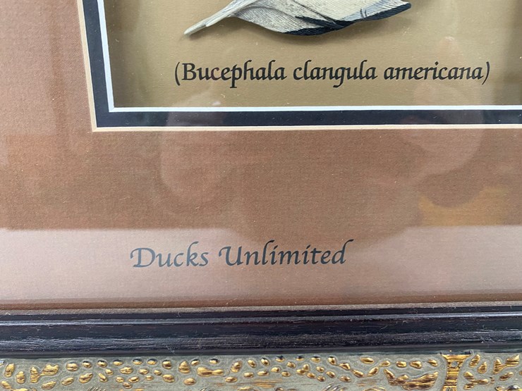 #48-•-#1036-•-framed-driver-duck-feather-collection-by-john-gewerth-from-ducks-unlimited.-24"x34"-image-5