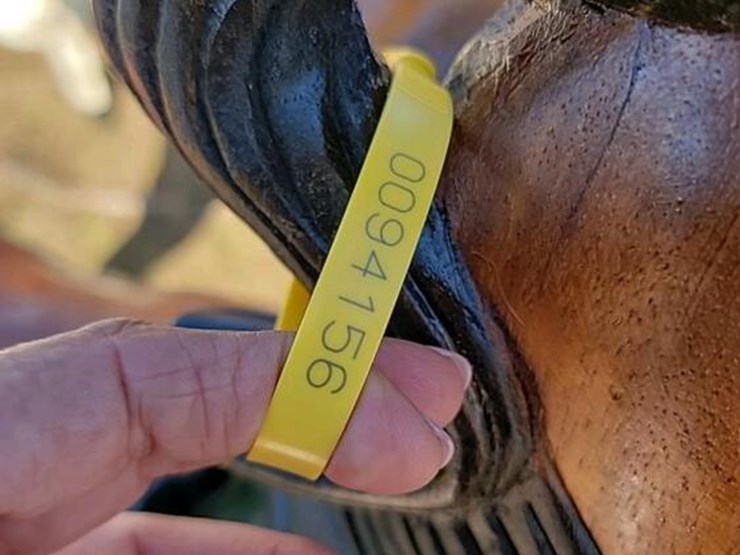 rocking-horse-image-3