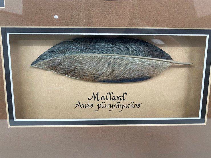 #50-•-#1037-•-framed-driver-duck-feather-collection-by-john-gewerth-from-ducks-unlimited.-24"x34"-image-8