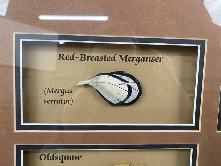 #48-•-#1036-•-framed-driver-duck-feather-collection-by-john-gewerth-from-ducks-unlimited.-24"x34"-image-2
