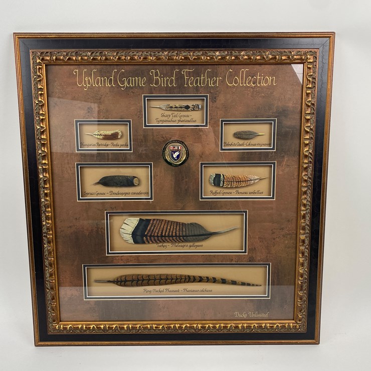 #51 • #1039 • Framed Upland Game Bird Feather Collection from Ducks Unlimited. 32"x31"