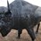 lifesize-buffalo-image-1