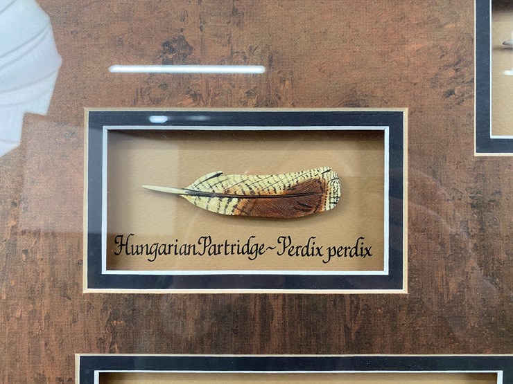 #51-•-#1039-•-framed-upland-game-bird-feather-collection-from-ducks-unlimited.-32"x31"-image-3